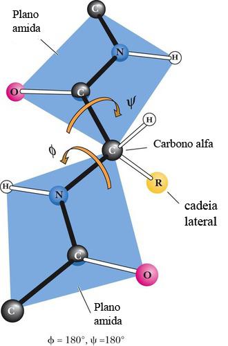 Essas estruturas são estabilizadas e caracterizadas por ligações intramoleculares, principalmente ligações de hidrogênio entre os grupos C=O e N=H da cadeia peptídica.