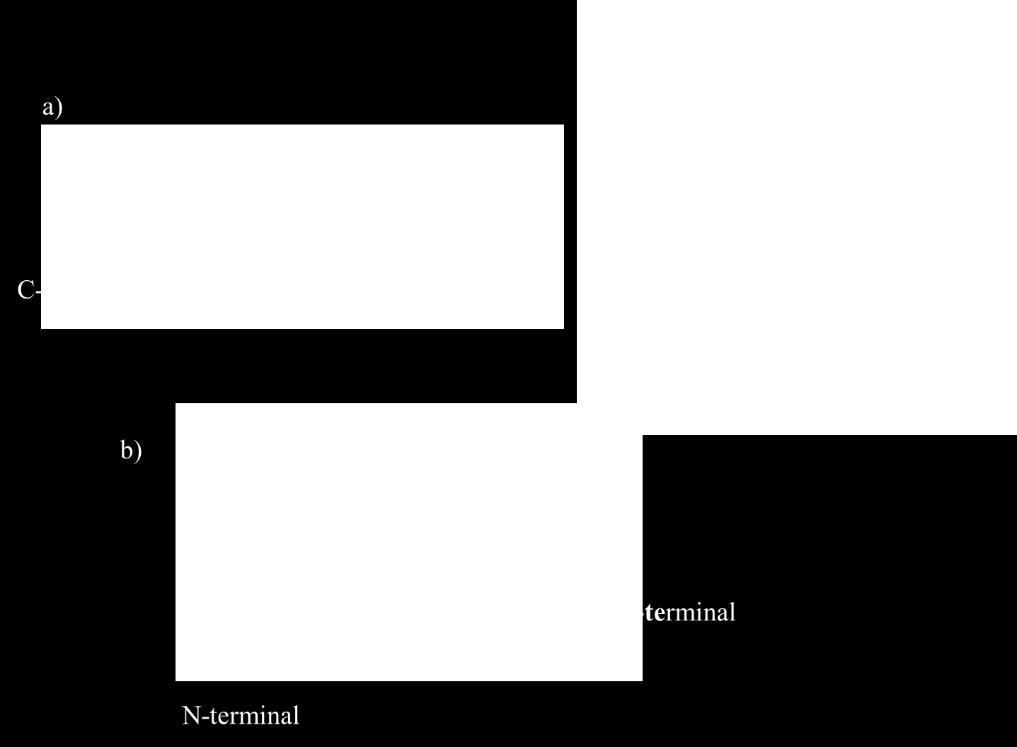 helicoidal, corroborada com estudo de RMN (VERLY et al., 2009).