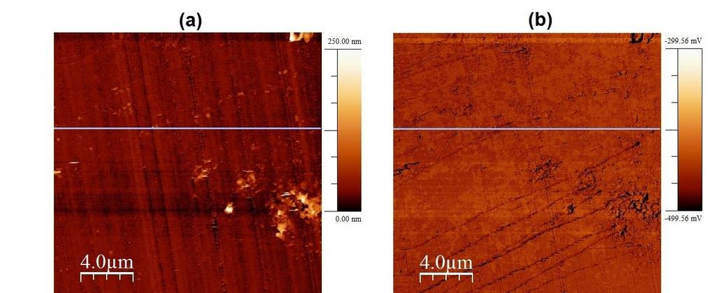 Figura 47: Em (a) imagem topográfica de AFM da superfície de poliestireno puro e em (b) a respectiva imagem de microscopia de força lateral.