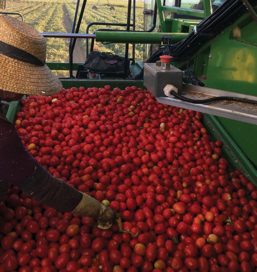 HEINZ 1281 Ciclo: Muito-Precoce Resistência / Tolerância: VFFAS Cm X Lb A variedade Heinz 1281, é uma variedade de ciclo de maturação muito precoce, que combina uma boa prestação agronómica com um