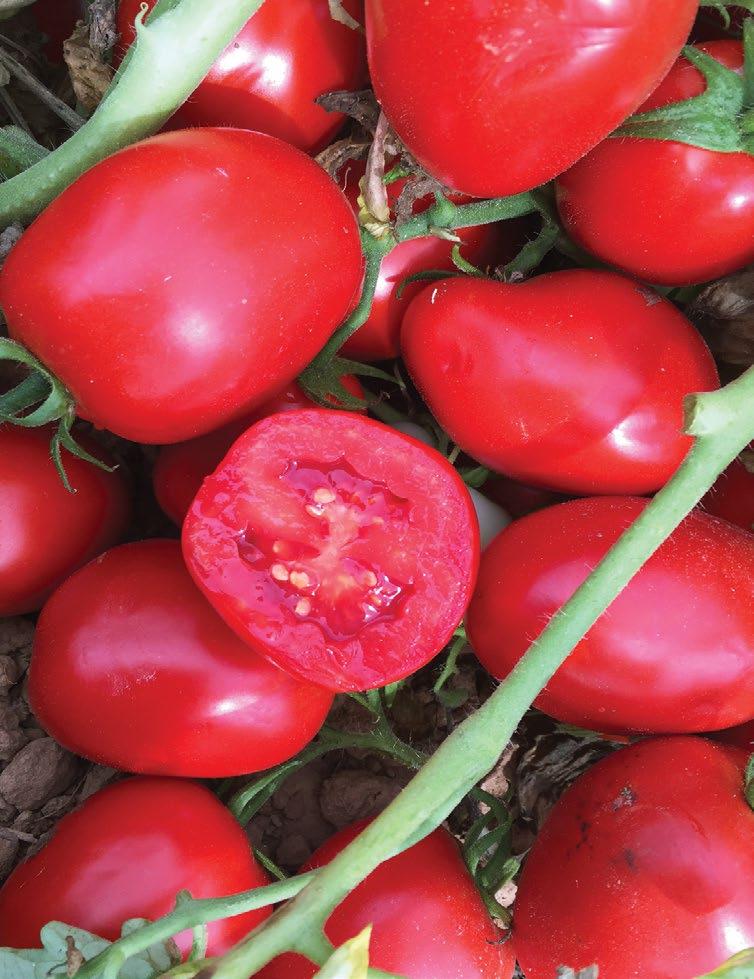 cultivada para tomate de indústria a nível Mundial.