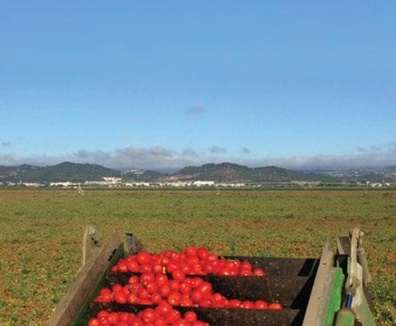 resistências / tolerâncias genéticas na mesma cultivar; com destaque para