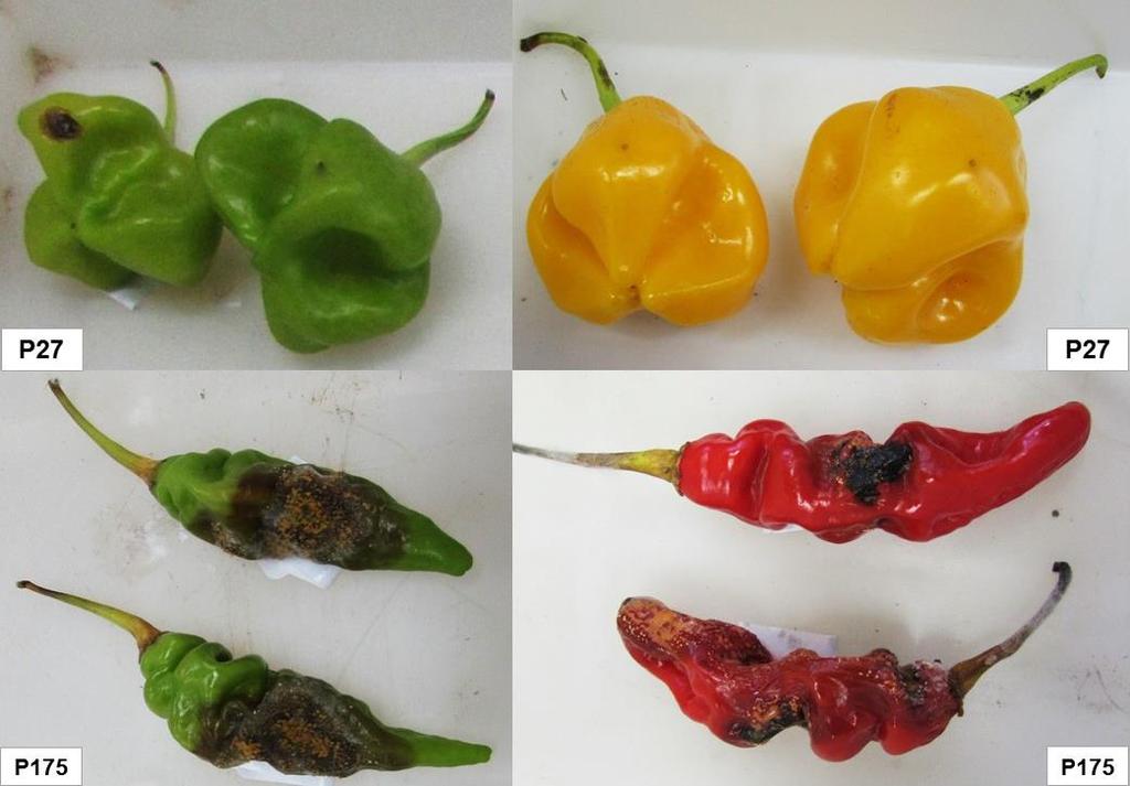 Figura 6 Diferentes reações dos acessos de pimentas (Capsicum, Solanaceae) à antracnose.