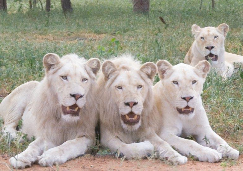 E se você quiser passar mais tempo passeando pela África do Sul, Stuart também pode ajudá-lo com conselhos e reservas - para destinos extraordinários, como: o Global White Lion Protection Trust; o