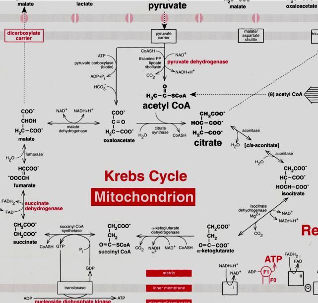 Após o piruvato ser transformado em acetil-coa esse entra no TCA Uma via cíclica constituída por 9 reações catalizadas por 8 enzimas 1.Condensação 2.Desidratação 3.