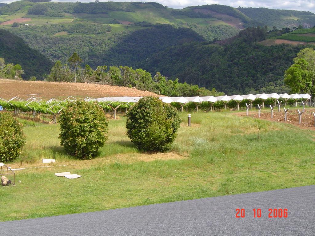 APÊNDICE 3. Vista da área experimental da cultivar Moscato Giallo (Vitis vinifera L.