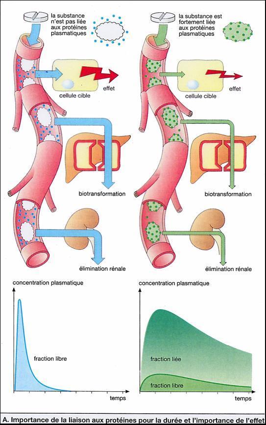 Ligação às proteínas plasmáticas (%) Albumina substâncias ácidas; - diminuída em muitos estados patológicos, como sepse 1 -glicoproteína ácida - substâncias básicas; - aumentada