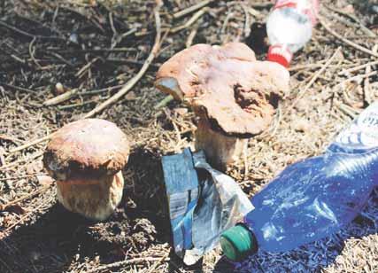 Bohatá hubárska sezóna pokračuje, mnohí hubári však zanechávajú v lese odpadky, obaly od jedál a nápojov.