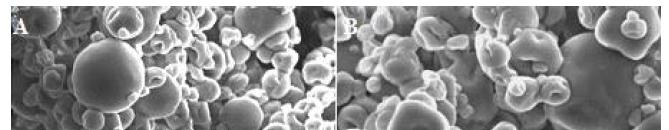 Microencapsulação de probióticos por spray drying: avaliação da sobrevivência sob condições gastrointestinais... Figura 2 - Imagens do microscópio eletrônico de varredura para microcápsulas de B.