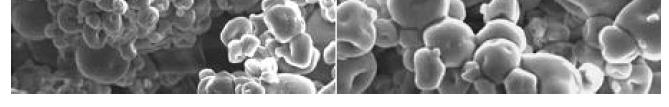 acidophilus por spray drying produziu microcápsulas esféricas e sem fissuras, que foram eficientes na proteção dos micro-organismos contra condições gastrointestinais simuladas.