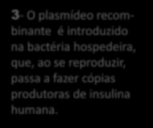 3- O plasmídeo recombinante é introduzido na bactéria hospedeira, que, ao se