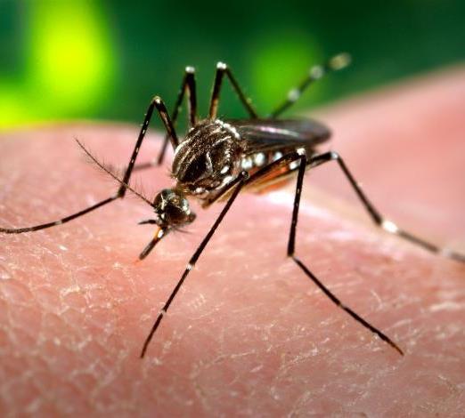 É interessante ler Sequenciado genoma do Aedes aegypti Análise: pode ajudar a explicar a ligação simbiótica entre mosquito e os vírus da dengue e da febre amarela Mosquito Aedes aegypti, transmissor