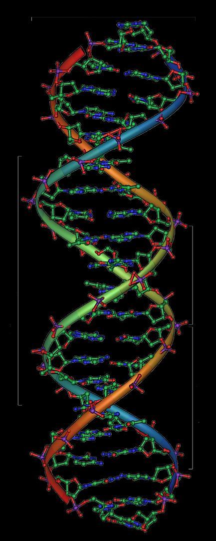 Estrutura do DNA O texto anterior é um convite a uma área da Biologia extremamente rica em informações e que, direta ou