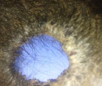 FIGURA 19: Orelha direita após novo tratamento com auto-hemoterapia, com regressão total dos nódulos. Seta branca indicando local da cicatrização.