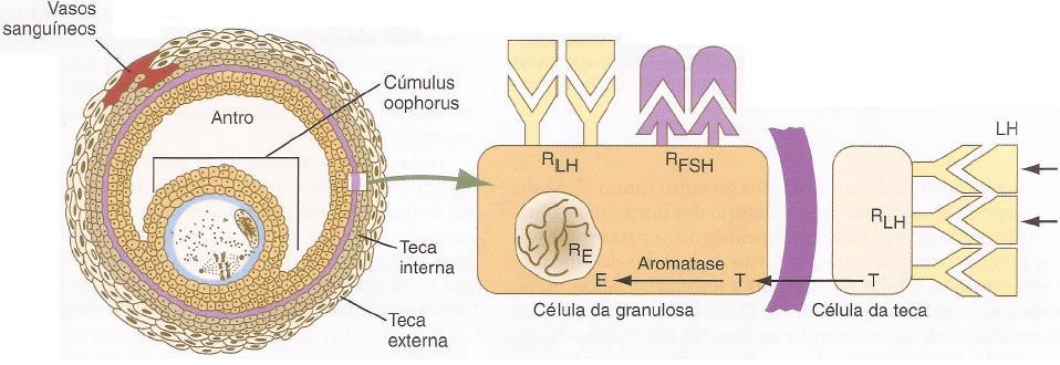 Ação dos hormônios no folículo Fonte: Carlson, B. (2014).