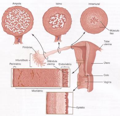 Controle hormonal do ciclo reprodutivo feminino Fonte: Carlson, B.