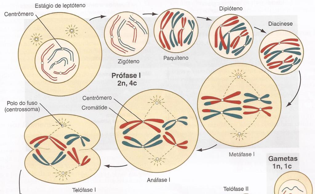 1. a paralisação (diplóteno) Fonte: Carlson, B. (2014).