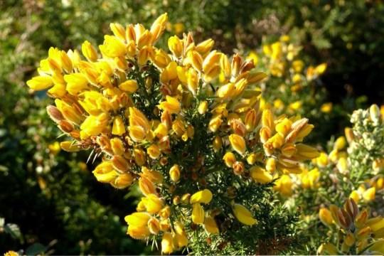 Herba da pampa: son unha pranta ornamental utilizada en xardinería e me gusta vivir en zonas costeiras. Toxo: son un arbusto espinoso. As miñas flores chámanse chorimas.
