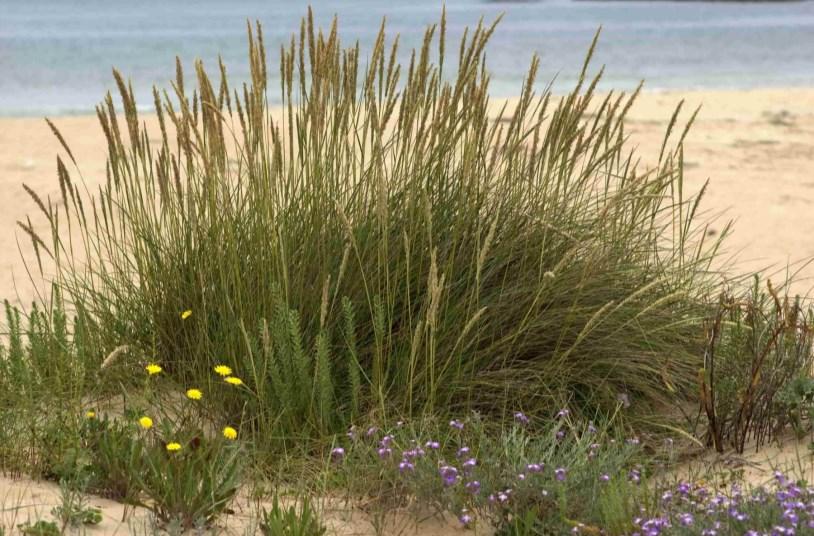 Herba da pampa: son unha planta ornamental utilizada en xardinería e me gusta vivir en zonas costeiras. Feo de praia: Contribúo a fixación das dunas e son parte da vexetación das dunas móbiles.