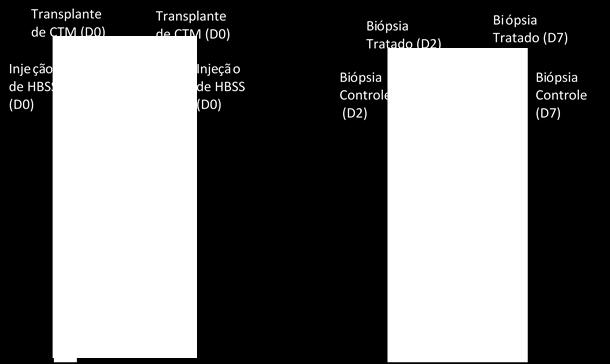 27 Figura 1. Esquema do transplante de CTMs-CU e biópsias musculares. (A) Localização dos transplante de CTMs e HBBS realizadas no D0.