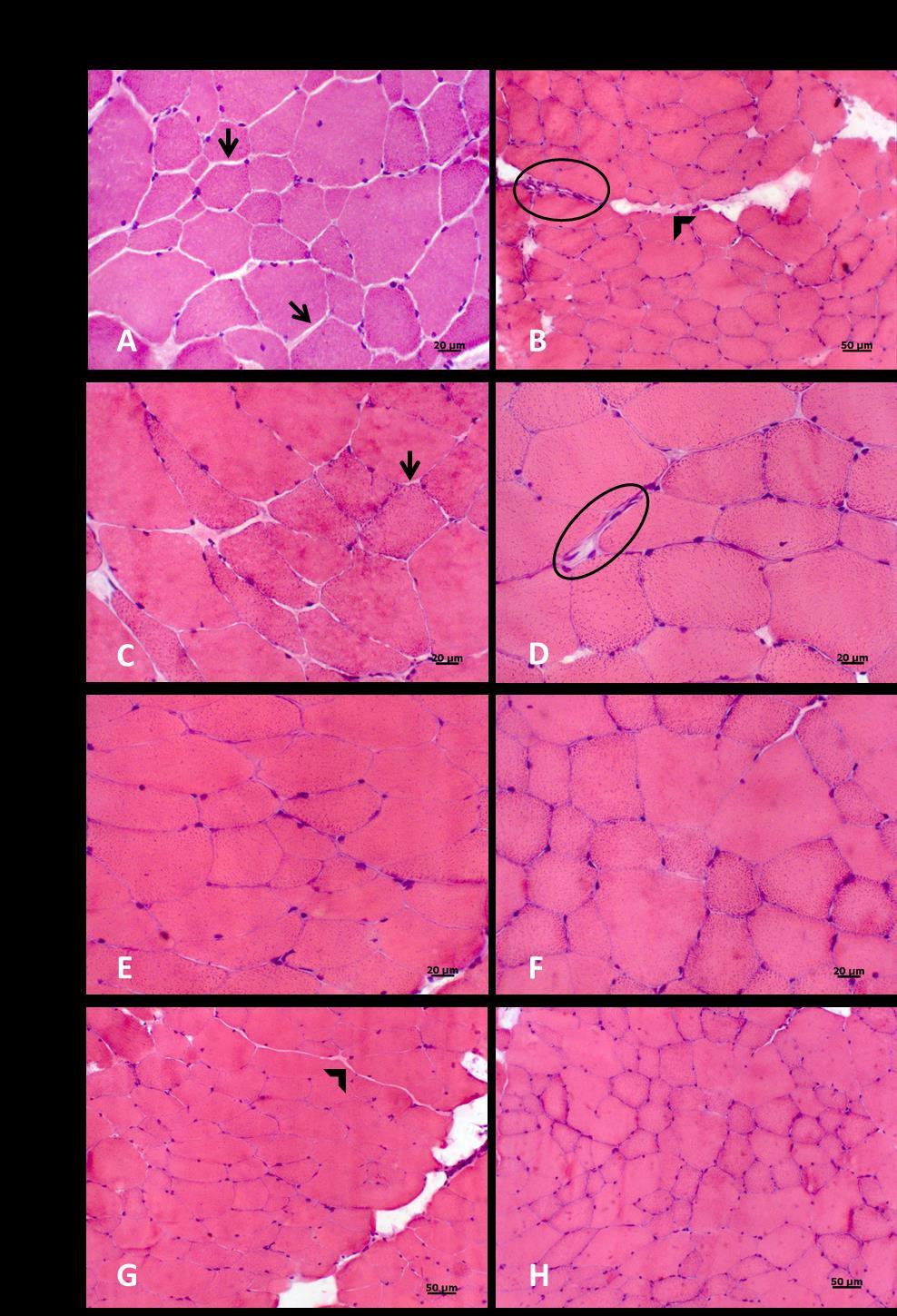 36 FIGURA 3. Fotomicrografias de biópsias do músculo glúteo médio superficial de equinos sem alterações histológicas nos grupos tratado e controle.