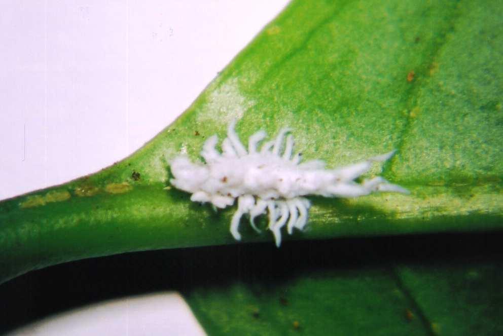 Figura 4. Larvas de A. luteipes recobertas por filamentos cerosos. Jaboticabal, SP, 2007.