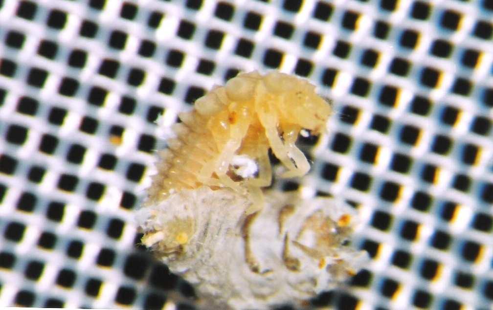 Não foi observado canibalismo entre as larvas quando essas eram mantidas juntas em um mesmo