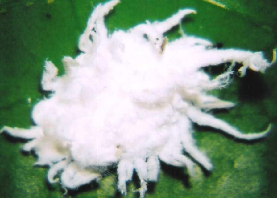 Figura 6. Pupa de A. luteipes. Observar a grande quantidade de filamentos cerosos no corpo. Jaboticabal, SP, 2007. 4.3. Caracterização do adulto Os adultos de A.