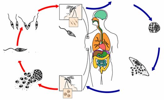 1.3 Ciclo biológico da leishmania A leishmaniose é transmitida pela picada da fêmea do inseto flebotomíneo, que injeta formas promastigotas durante o respasto sanguíneo em mamíferos.