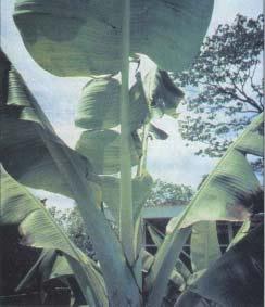No início do florescimento da bananeira, teores nas folhas acima de 55 g de K/kg são considerados tóxicos.