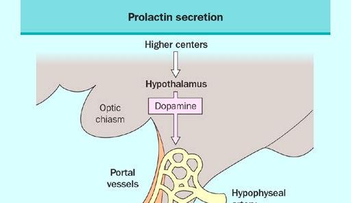 Dopamina: fator