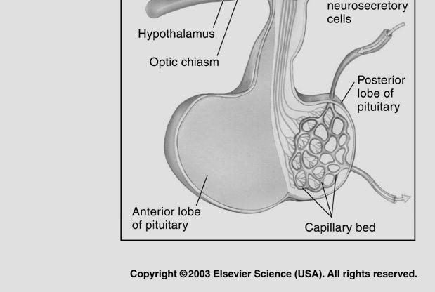 vasopressina e ocitocina diretamente