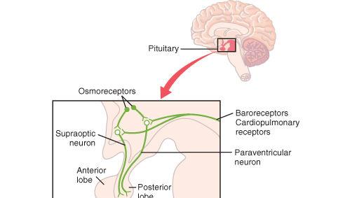 SECREÇÃO DE VASOPRESSINA Pituitary Supraoptic neuron Osmoreceptors Anterior lobe Posterior lobe