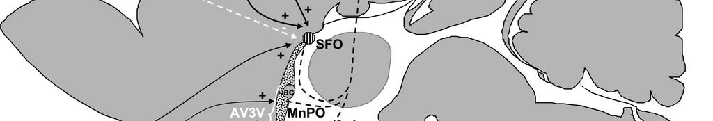 News Physiol Sci 19: 1-6 2004; doi:10.