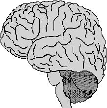 Cortex Estimulos sensoriais Ansiedade,