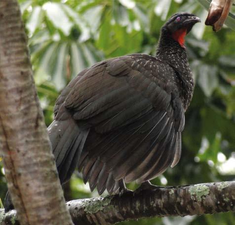 Biguá Phalacrocorax brasilianus 58-73 cm Foto: Marcos