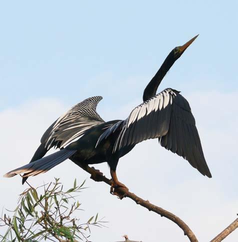 Aves da Cidade de São Paulo Foto: