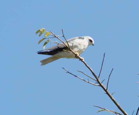 Elanus leucurus 35-43 cm Foto: