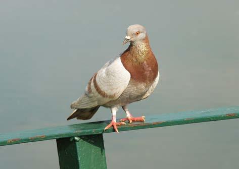 Aves da Cidade de São Paulo Foto: