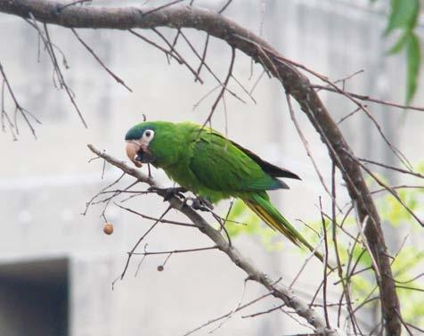 Aves da Cidade de São Paulo A Foto: