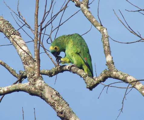A Papagaio-verdadeiro Amazona