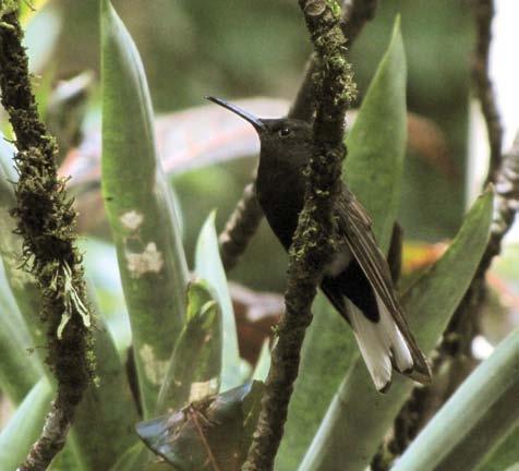 V Beija-flor-tesoura Eupetomena