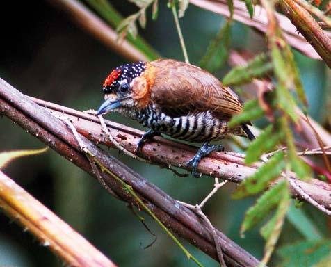 Martim-pescador-verde Chloroceryle