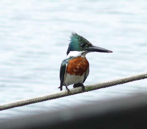 Pica-pau-anão-de-coleira Picumnus