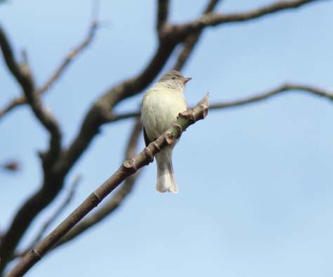 Aves da Cidade de São Paulo Foto: