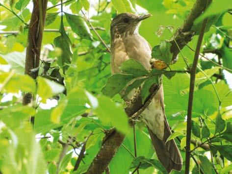 Aves da Cidade de São Paulo D Foto: