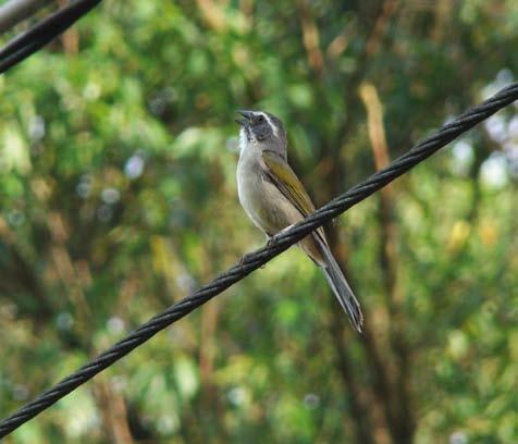 Aves da Cidade de São Paulo D Foto: