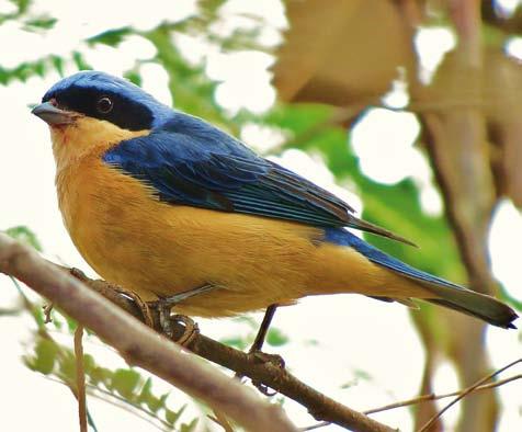 Aves da Cidade de São Paulo Foto: