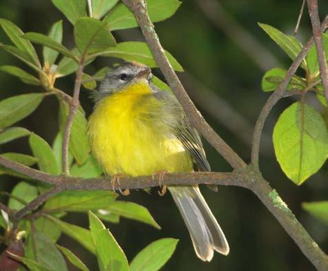 Aves da Cidade de São Paulo Foto: