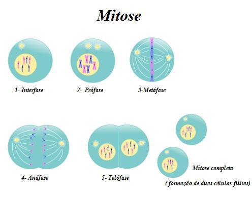 2. a fase: proliferação das CGP por mitose Fonte: